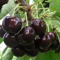 Черешня 'Ипуть'